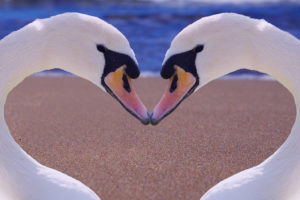 swan heart