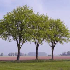 Parallel Trees